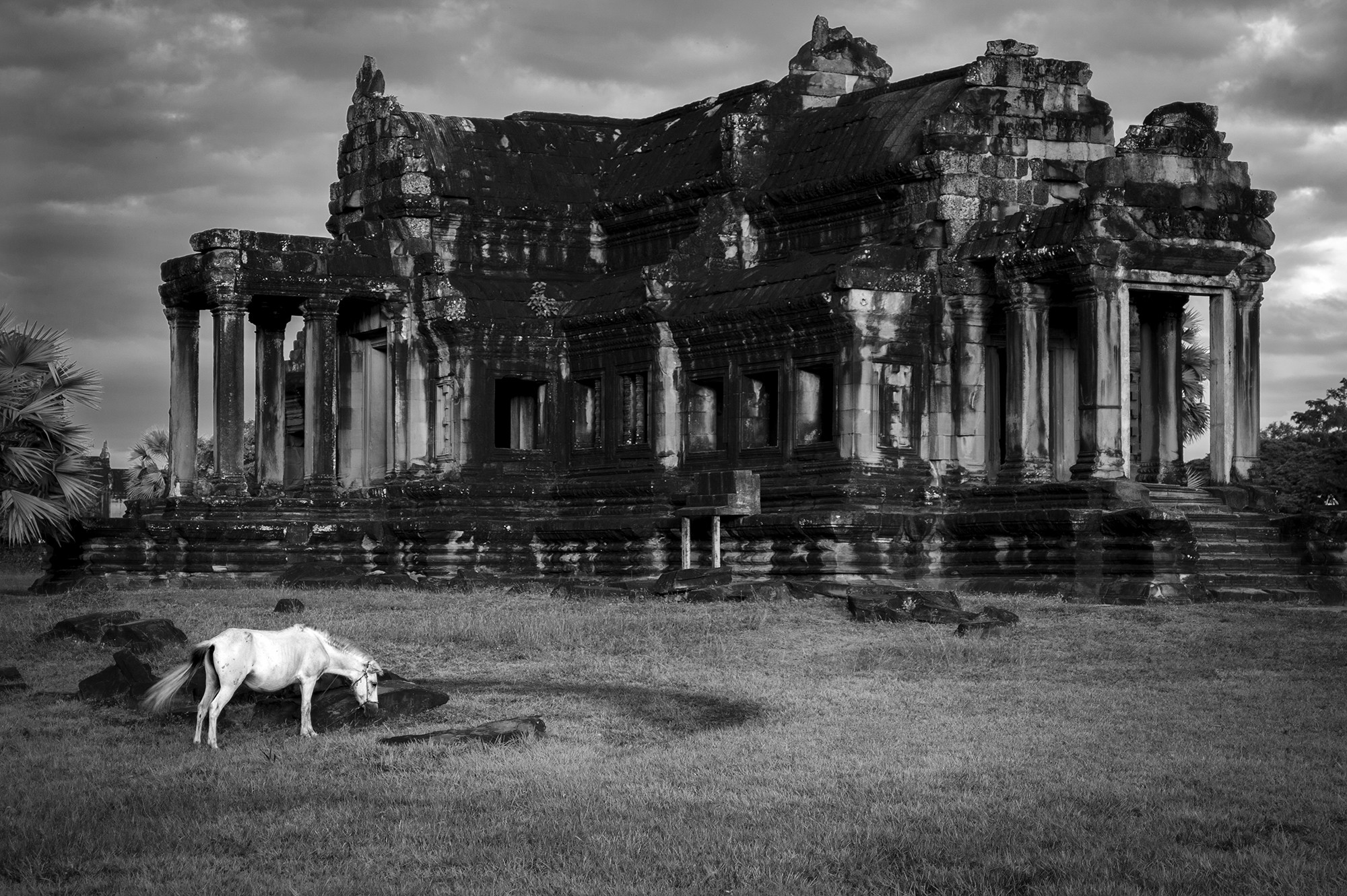 caballo-blanco-en-angkor-wat